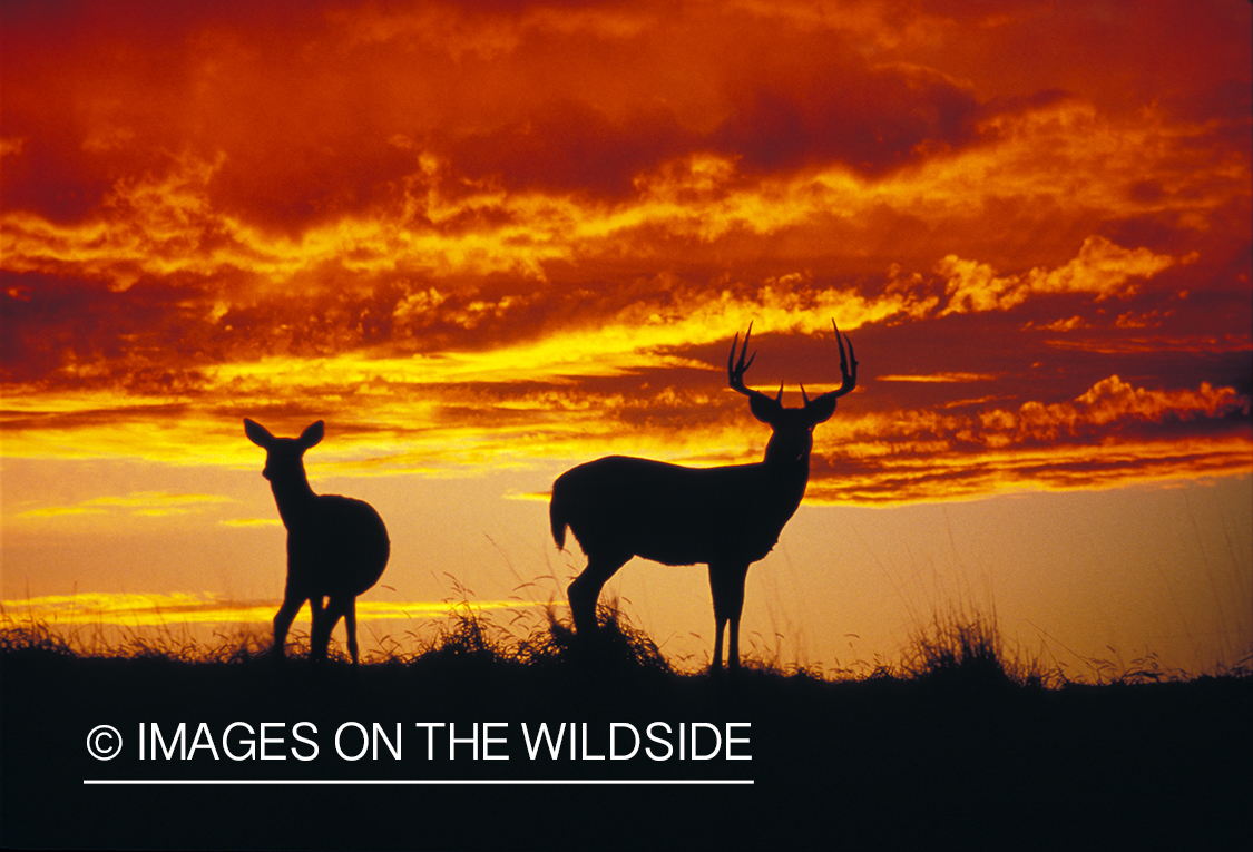 Whitetailed buck with doe at sunrise/sunset.