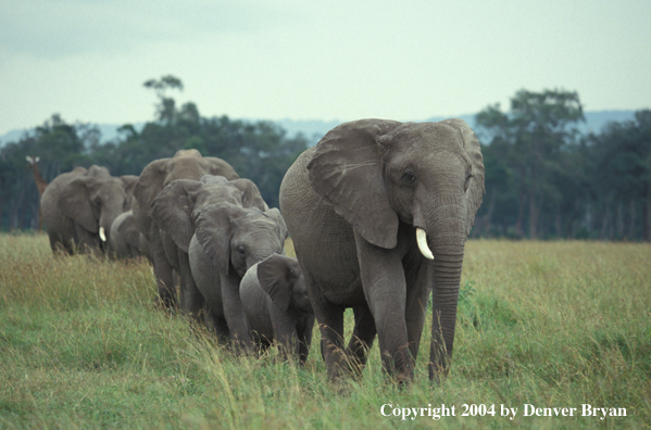 Herd of African elephants.