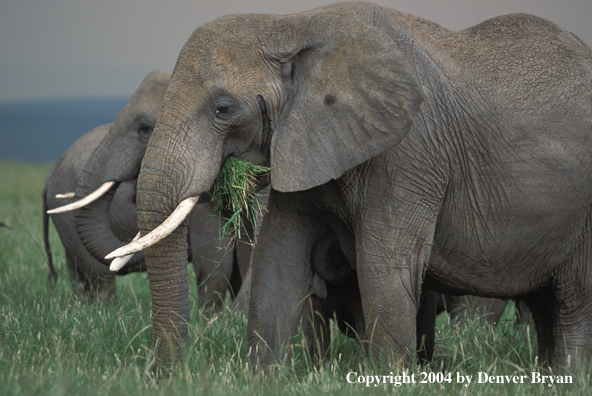 African elephants grazing.