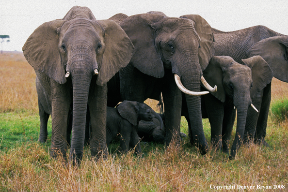 Elephants in habitat