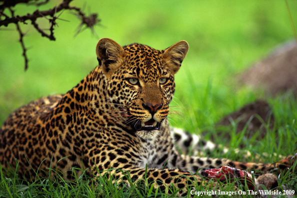 Leopard with Prey