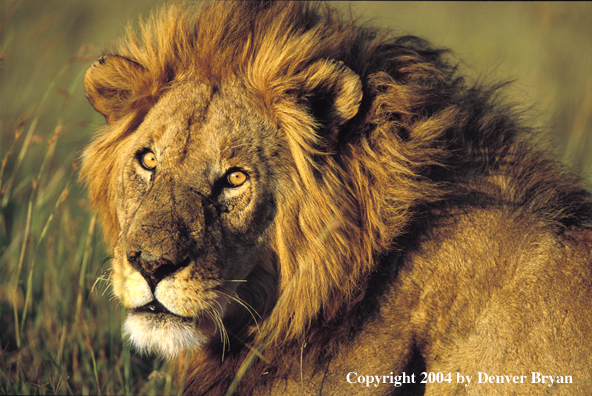 Male African lion in habitat. Africa