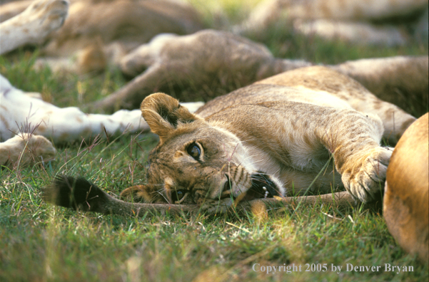 Lion cub chewing on tail. Africa.