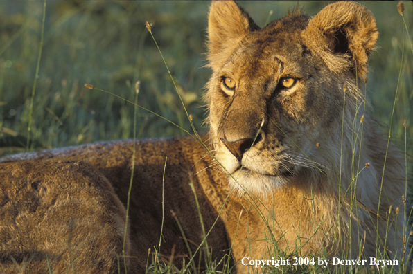 Female African lion in habitat.  Africa