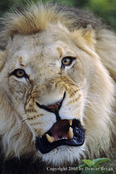 African lion in the bush.