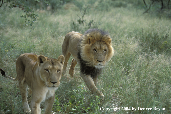 Male and female African lions in habitat. Africa