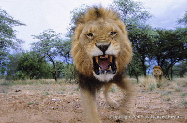 African lion charging.