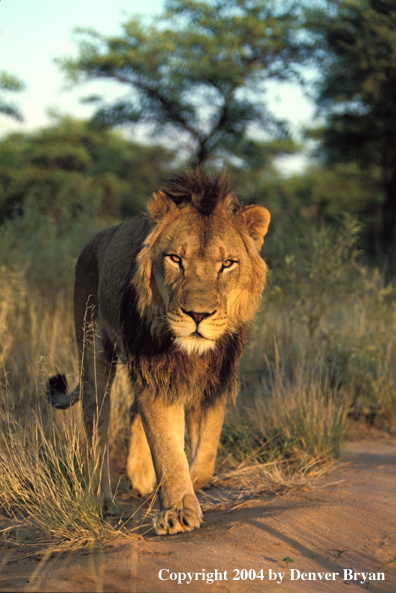 Male African lion in habitat. Africa