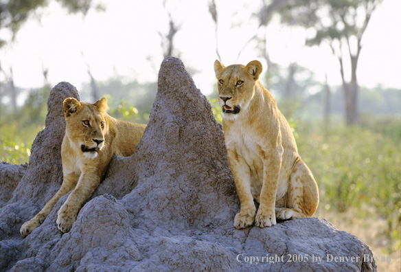 African lionesses in habitat.