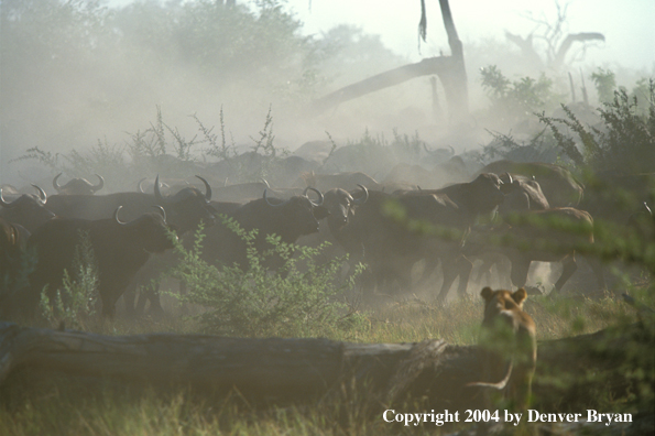 Female African lion hunting cape buffalo.