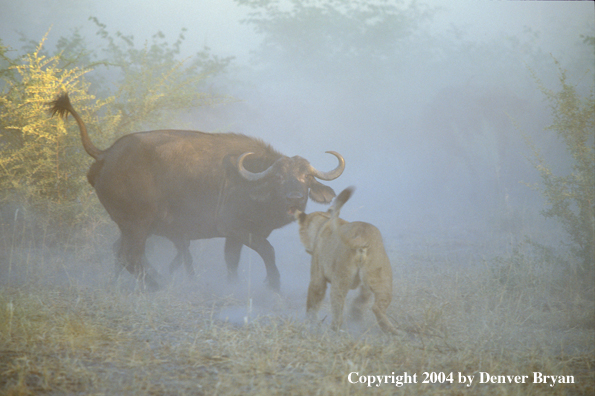 Female African lion hunting cape buffalo.