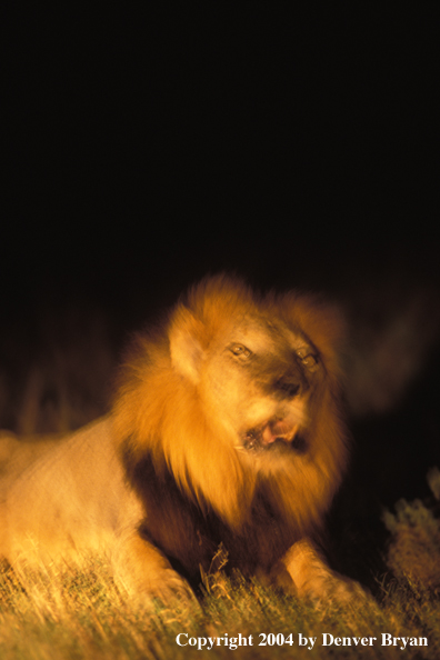 Male African lion at night. Africa