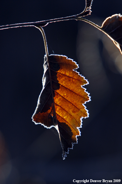 Frost covered vegetation.