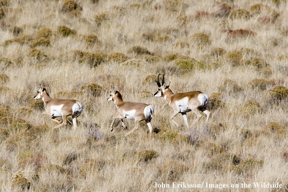 Pronghorn antelope in field.