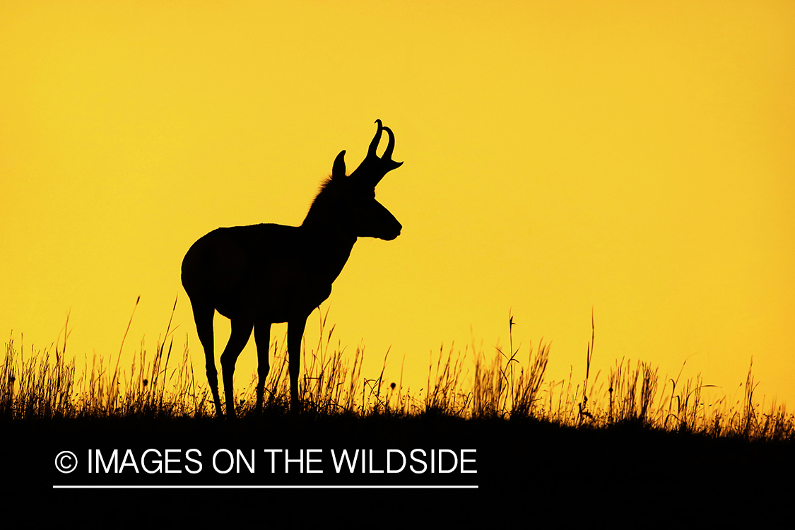 Pronghorn buck at sunrise.