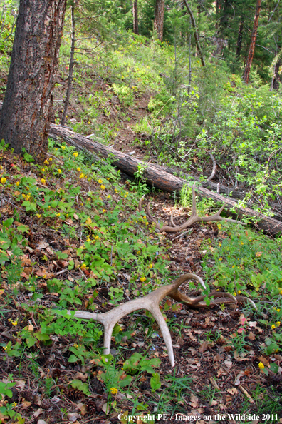 Rocky Mountain Elk sheds on trail. 