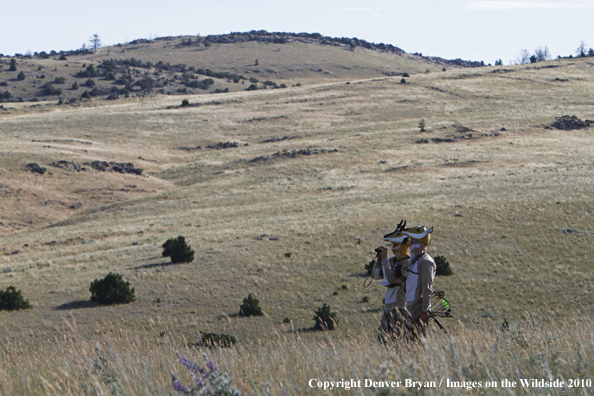 Archery Hunting for Pronghorned Antelope in Field