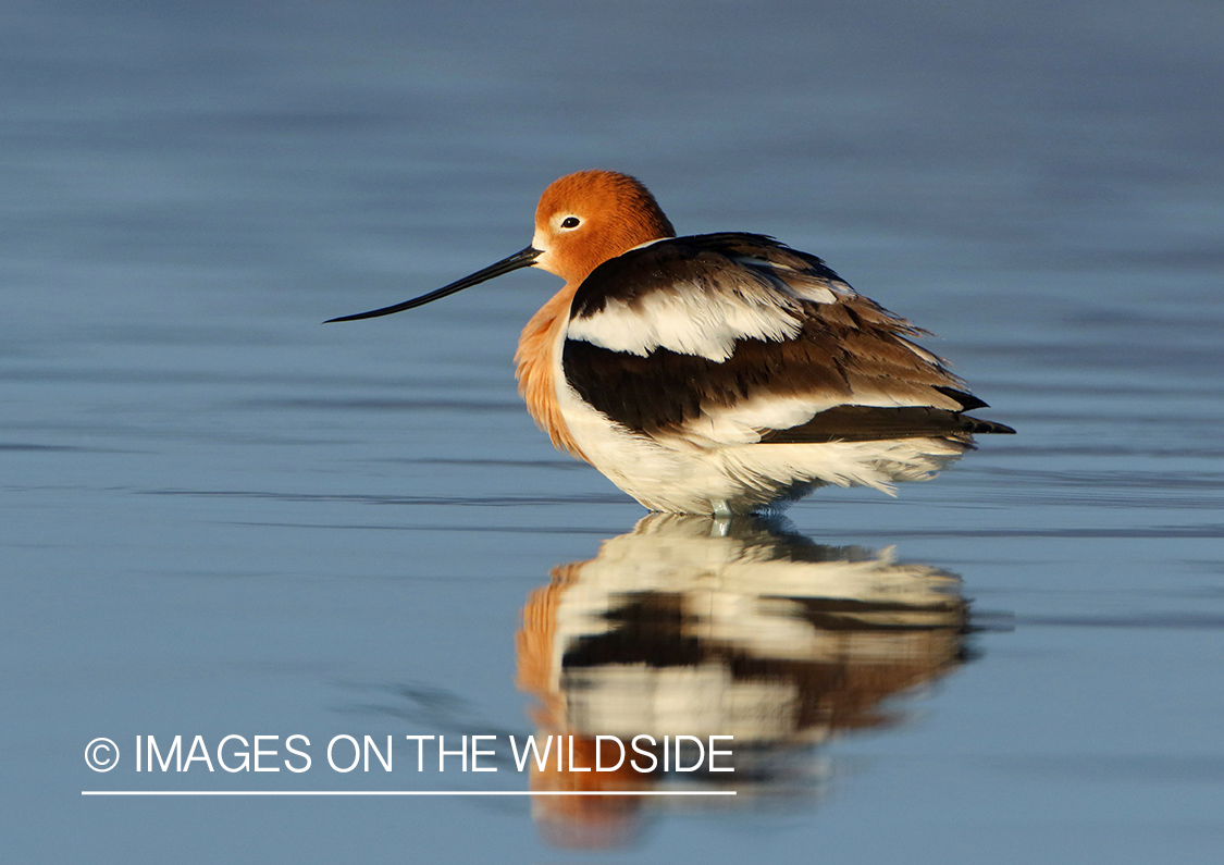 American Avocet