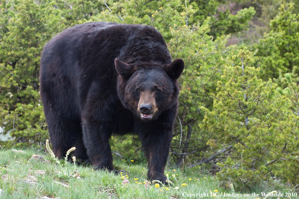 Black bear in habitat. 