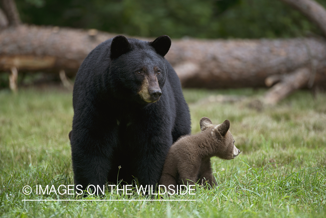 Black Bear sow with cub in habitat.