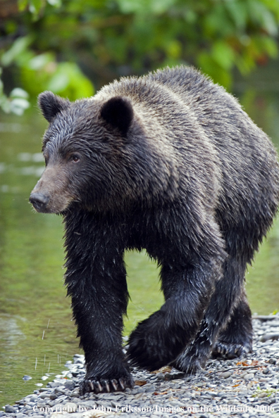 Brown bear in river.