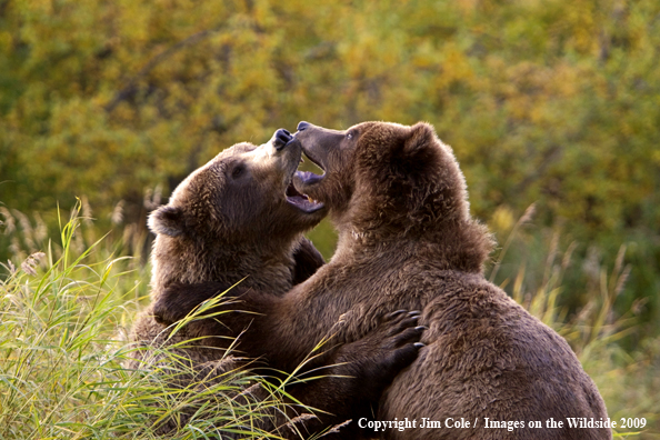 Grizzly bear in habitat