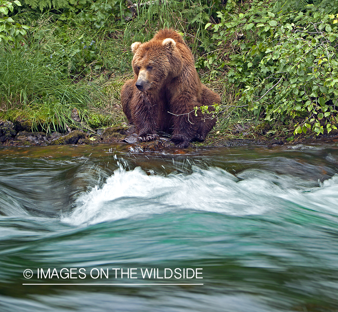 Grizzly bear next to river. 