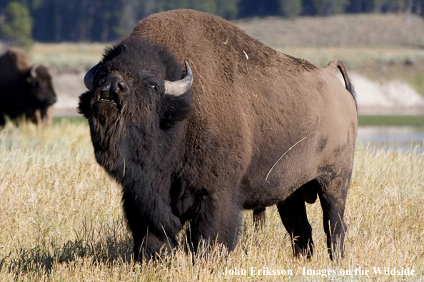 American Bison bull calling.