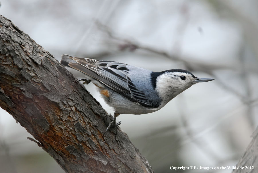 White-breasted Nuthatch in habitat.