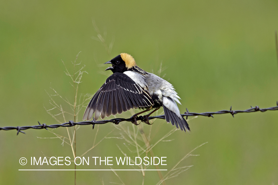 Bobolink on barbed wire fence.