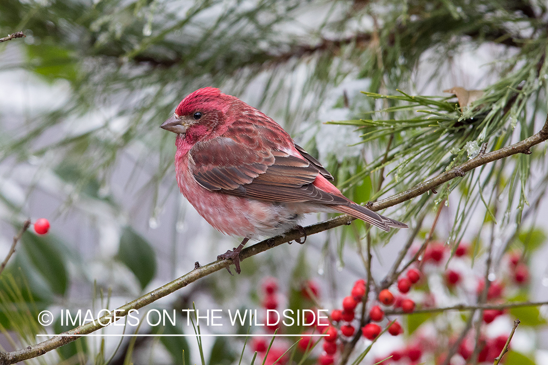 Purple Finch on branch.