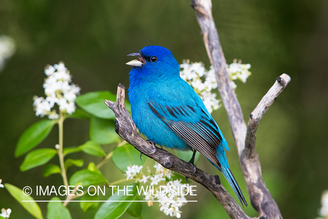 Indigo bunting on branch.