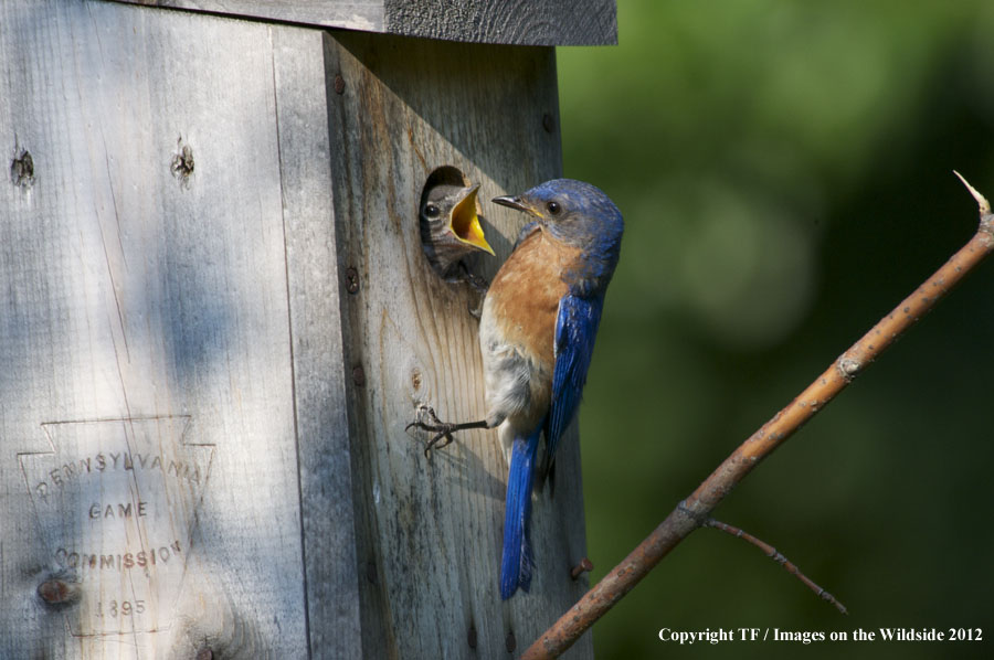 Bluebird feeding chick.