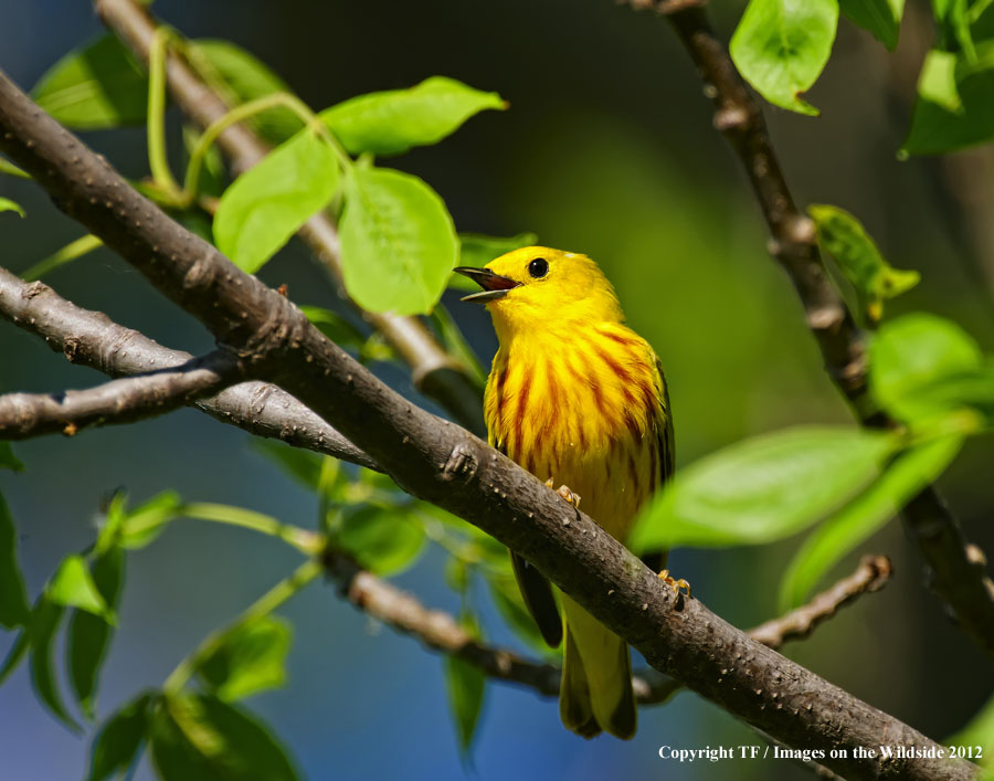 Yellow Warbler in habitat.