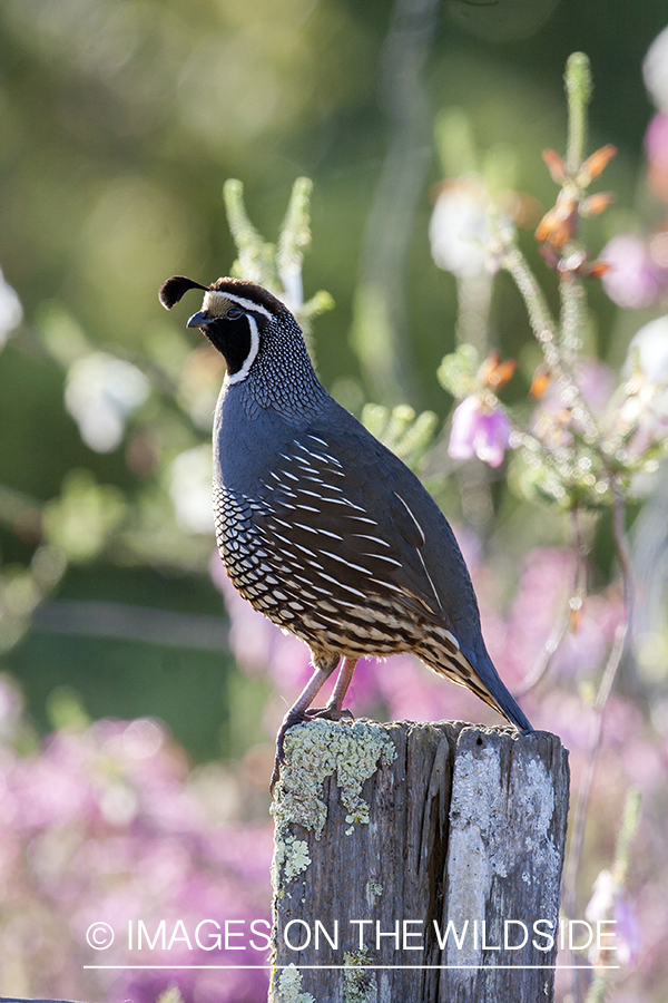 Male California (valley) quail