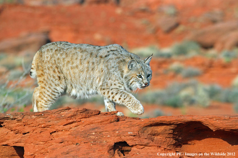 Bobcat in habitat.