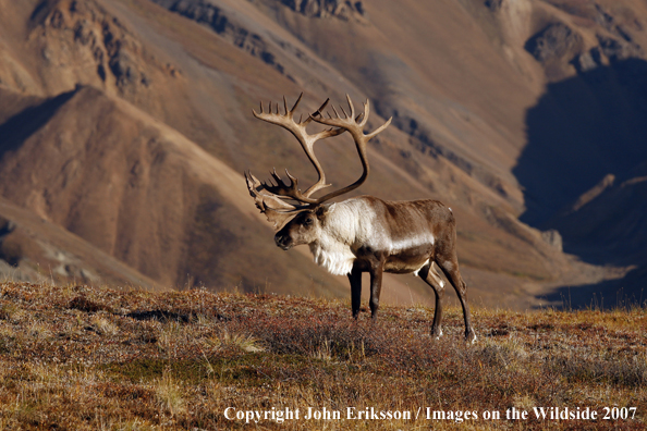 Barren Ground Caribou 