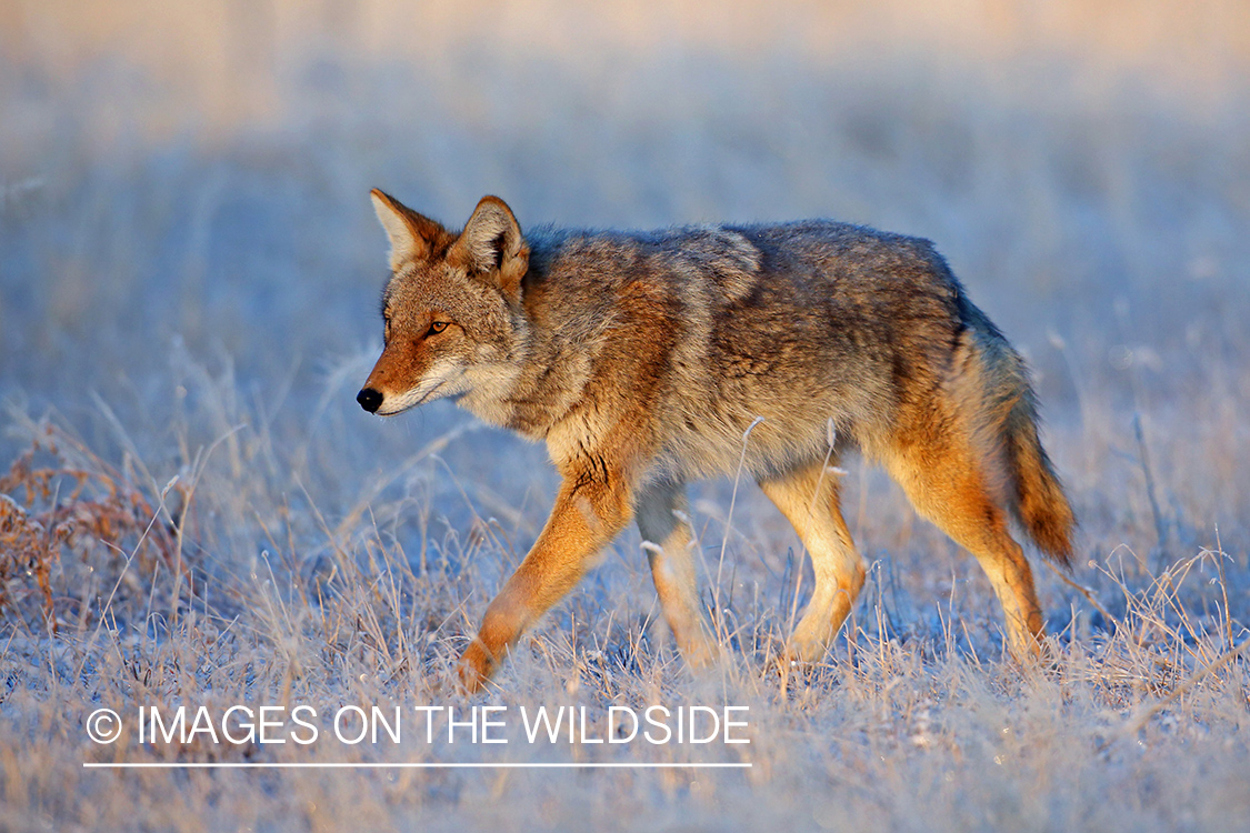 Coyote in habitat.