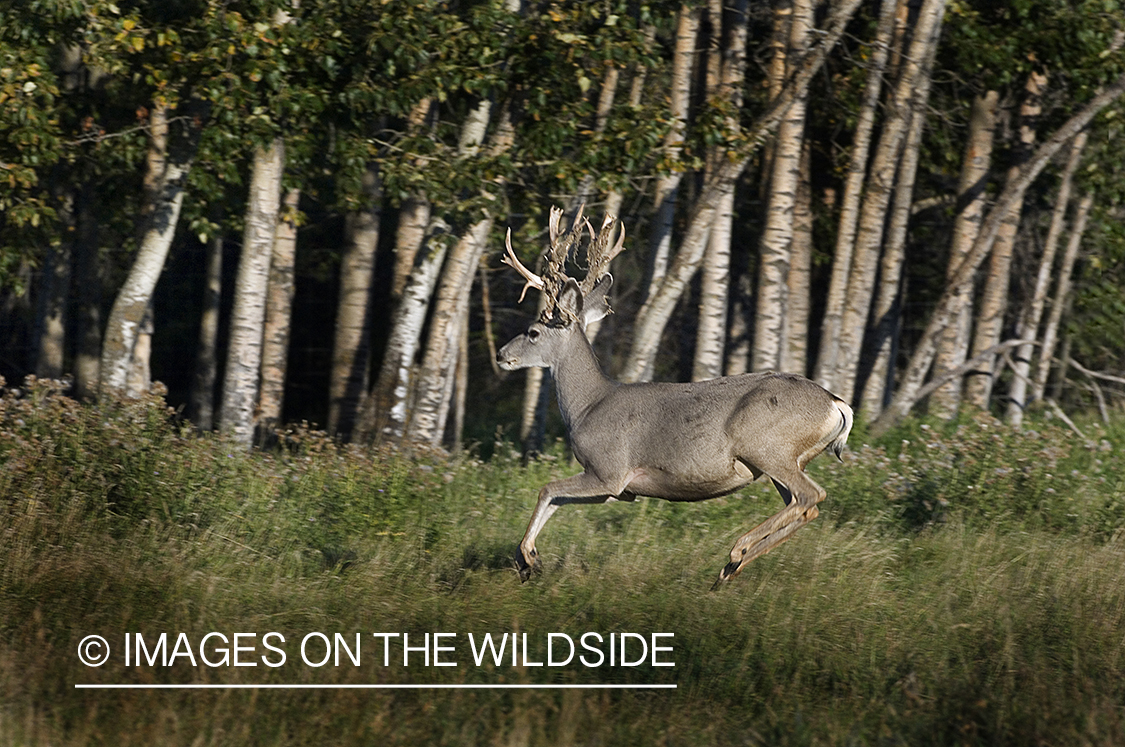 Mule deer in habitat.