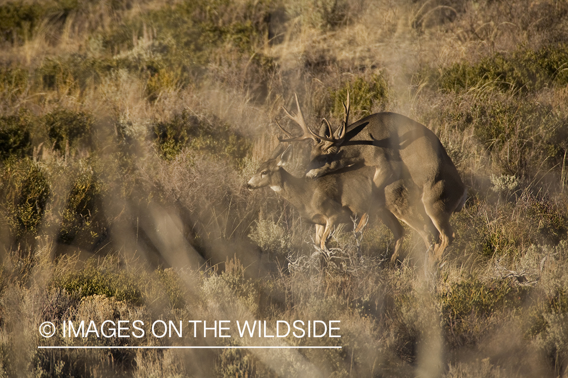 Mule deer mating