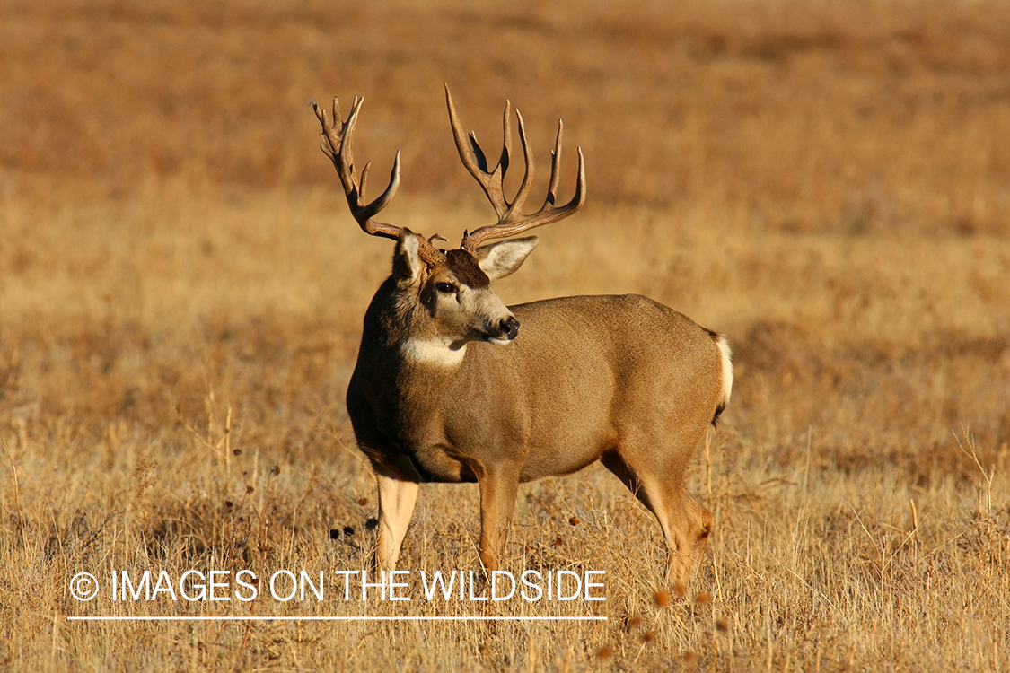 Mule deer in habitat. 