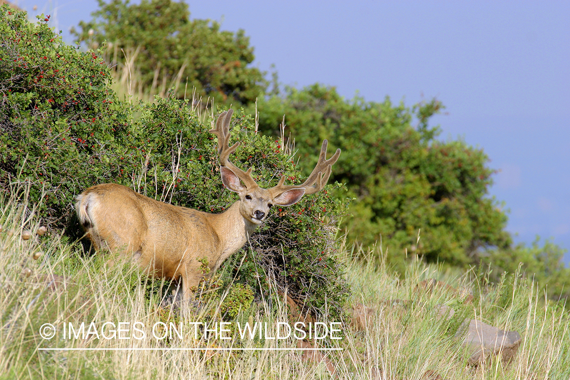 Mule deer buck in habitat. 