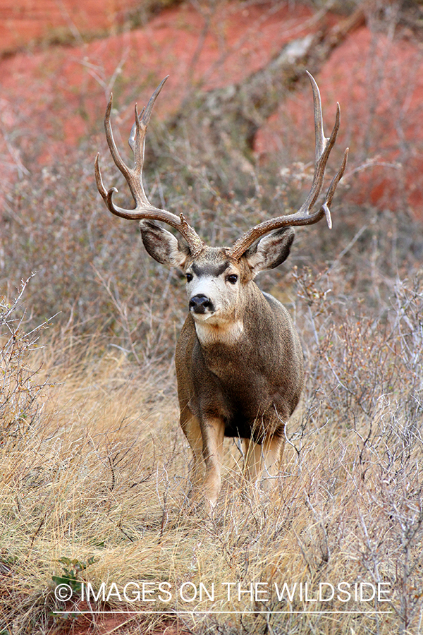 Mule deer buck in habitat. 