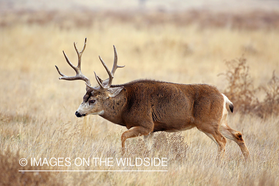 Mule deer buck in rut. 