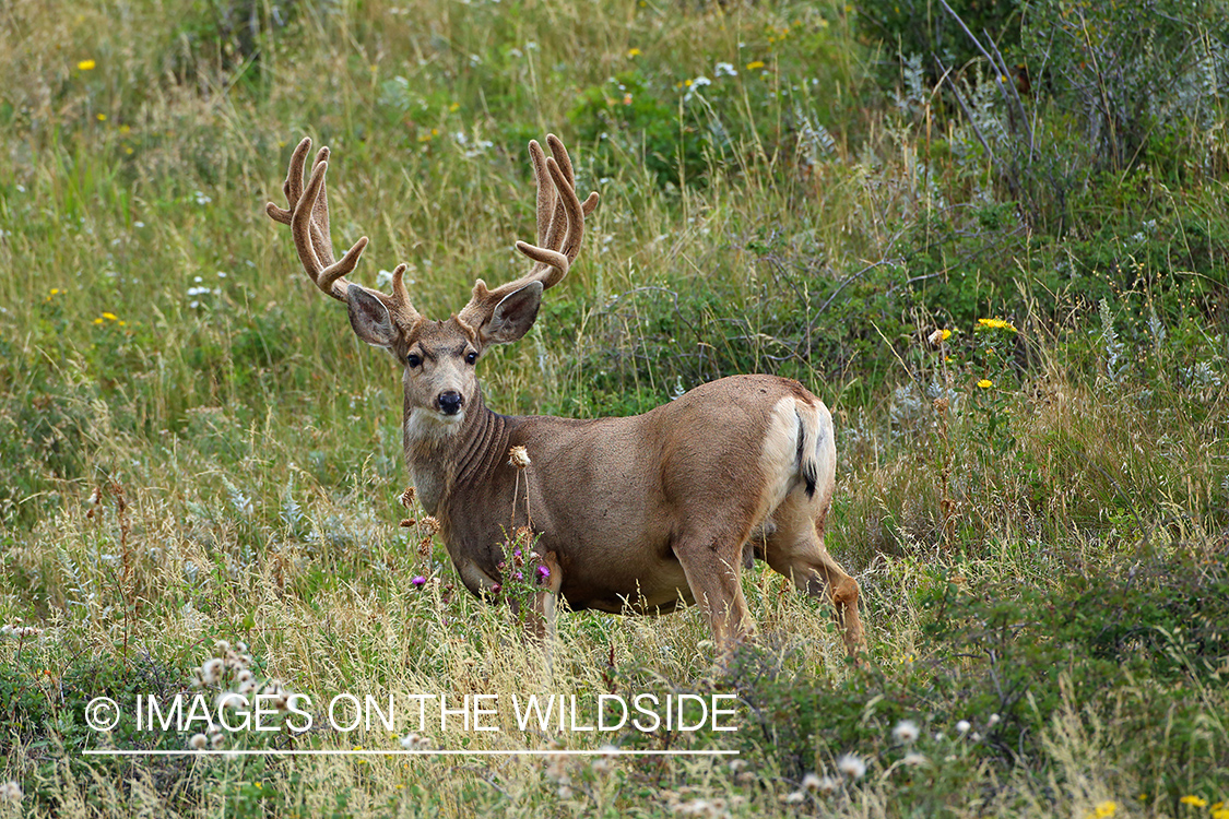 Mule deer buck in velvet.