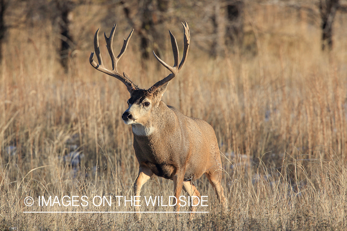 White-tailed buck in field in late fall.