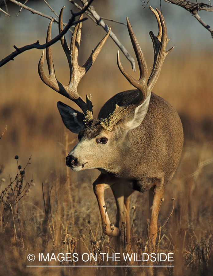 Mule deer buck in rut.