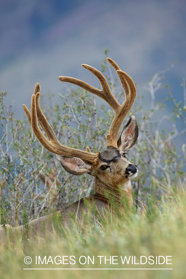 Mule buck in Velvet.