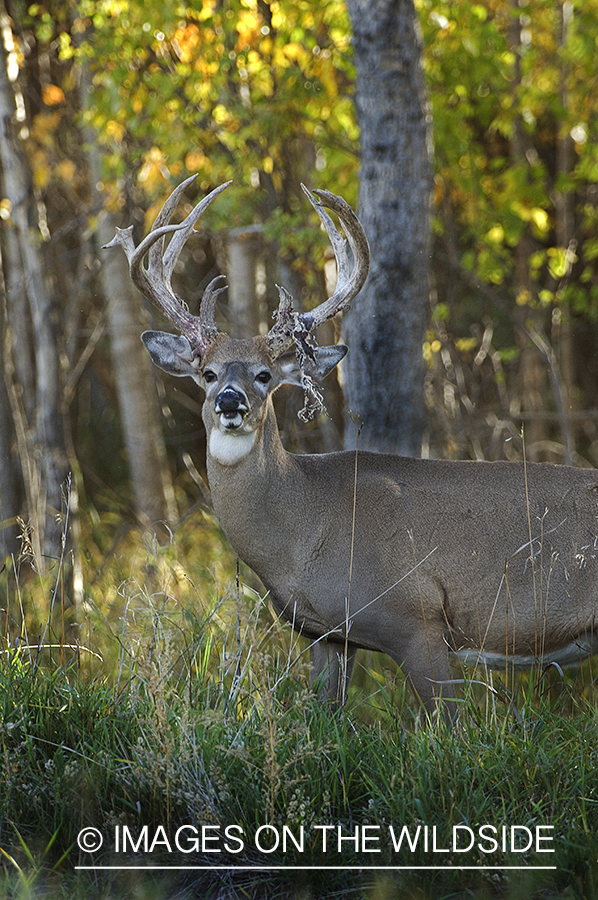 Whitetail Buck shedding velvet