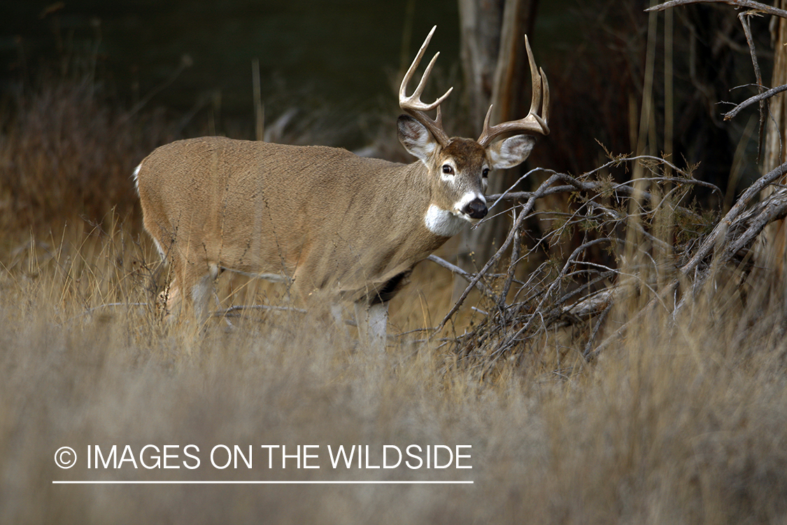 Whitetail Buck in Rut